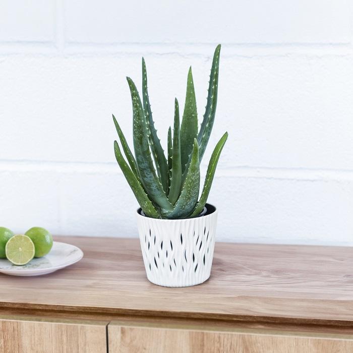 Planta aloe vera en maceta blanca