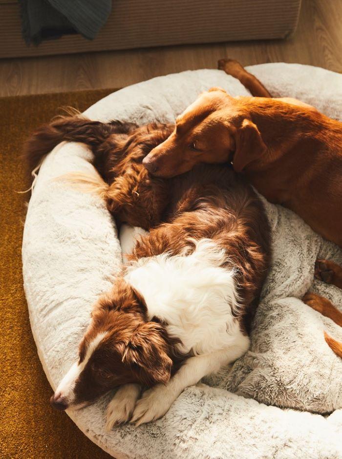 IKEA lanza UTSÅDD, su nueva colección para mejorar la vida en el hogar de las mascotas