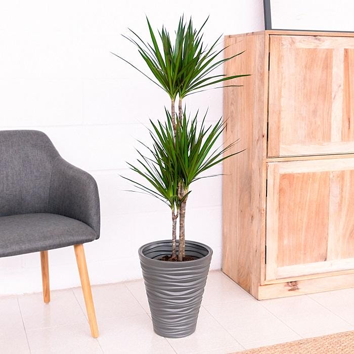 Planta dracena marginata en maceta gris