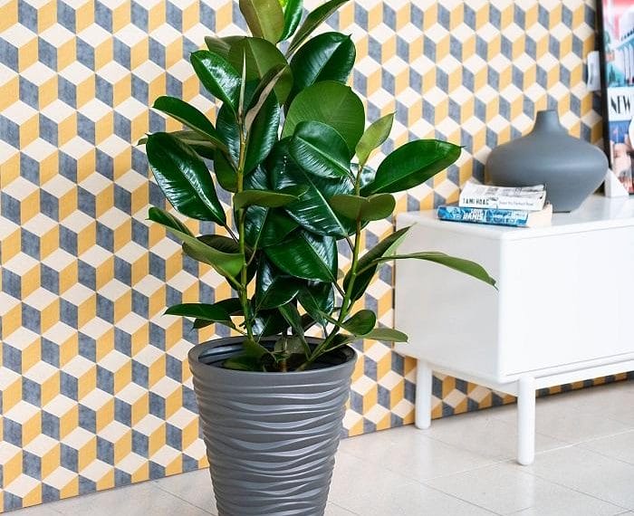 Planta ficus en maceta