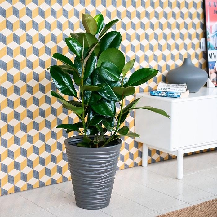 Planta ficus en maceta