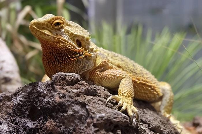 Gecko animal exótico encima de una roca