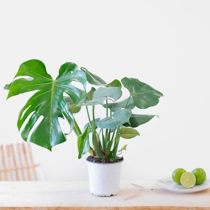 Planta monstera en maceta blanca