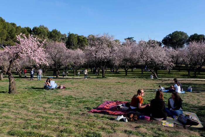 personas haciendo picnic en el césped con árboles de cerezo